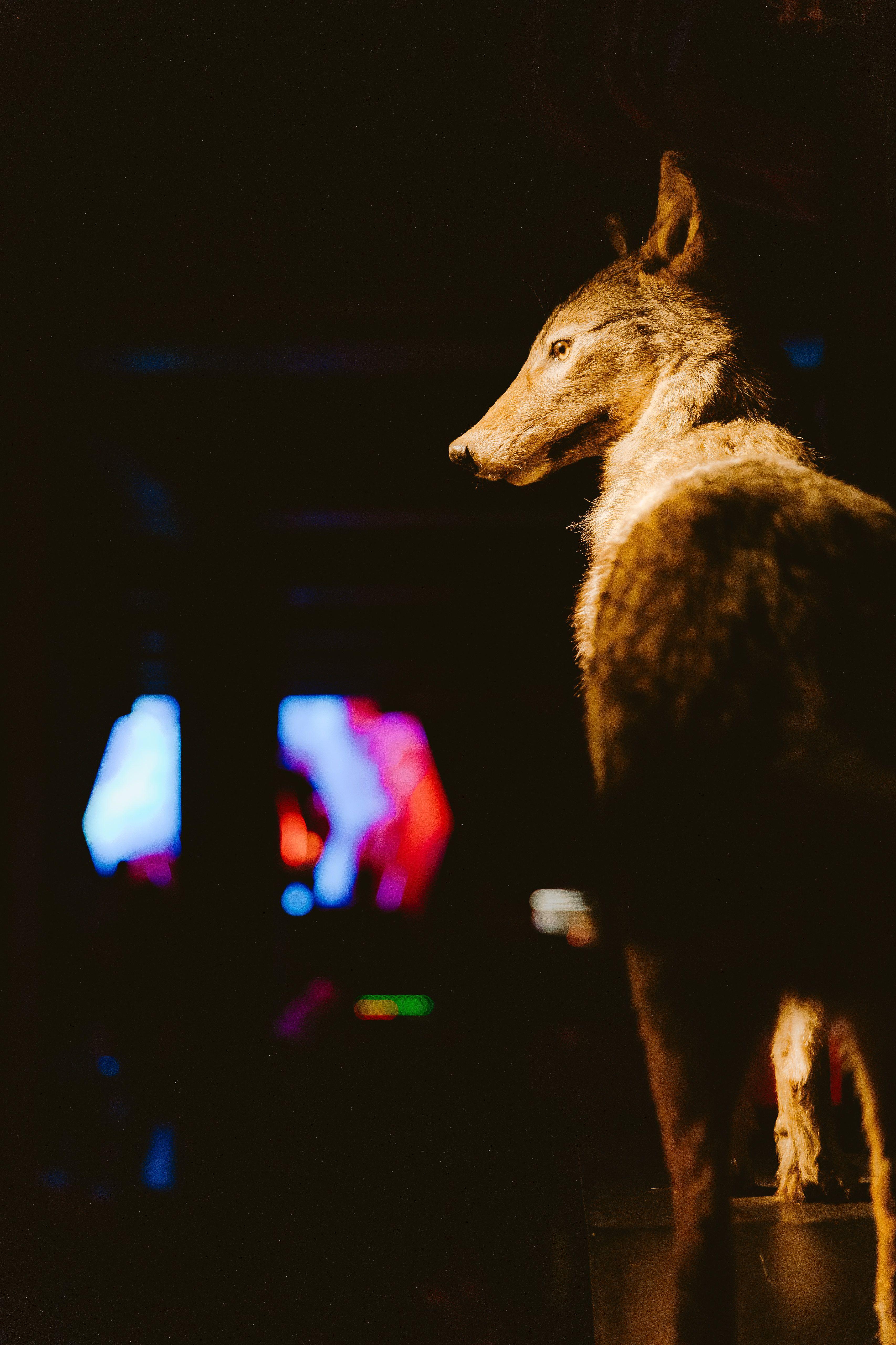 A taxidermy coyote in dramatic lighting.